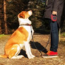 Pet Automatic Telescopic Traction Rope Leash